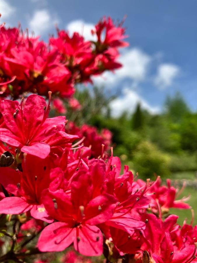 朱利安英式寄宿旅馆 富士见町 外观 照片