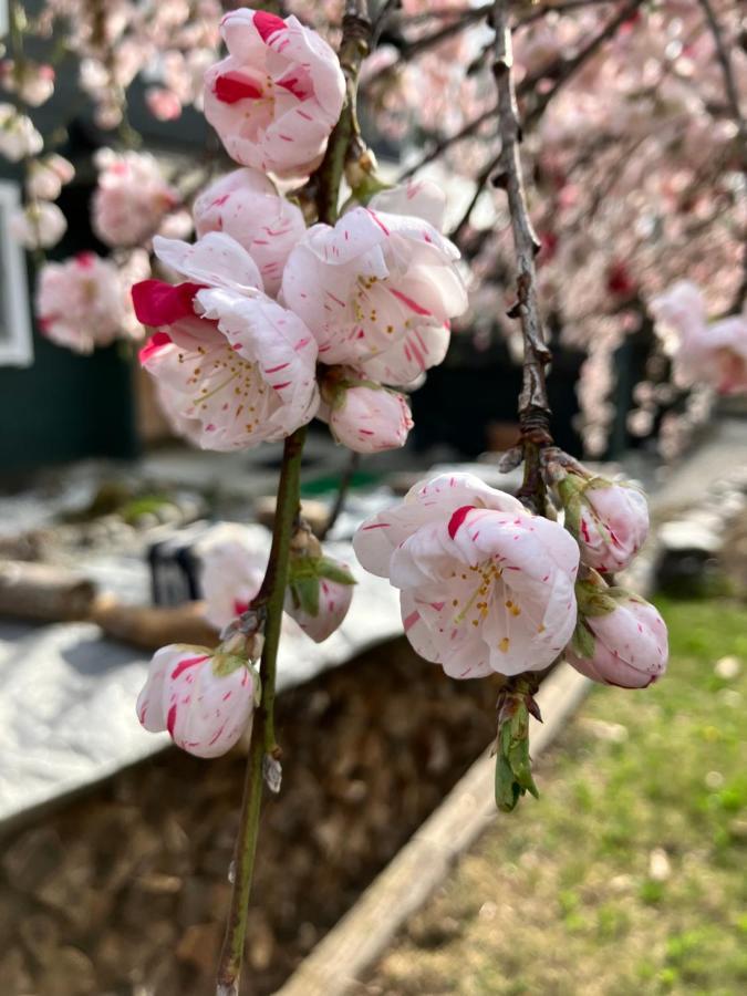 朱利安英式寄宿旅馆 富士见町 外观 照片
